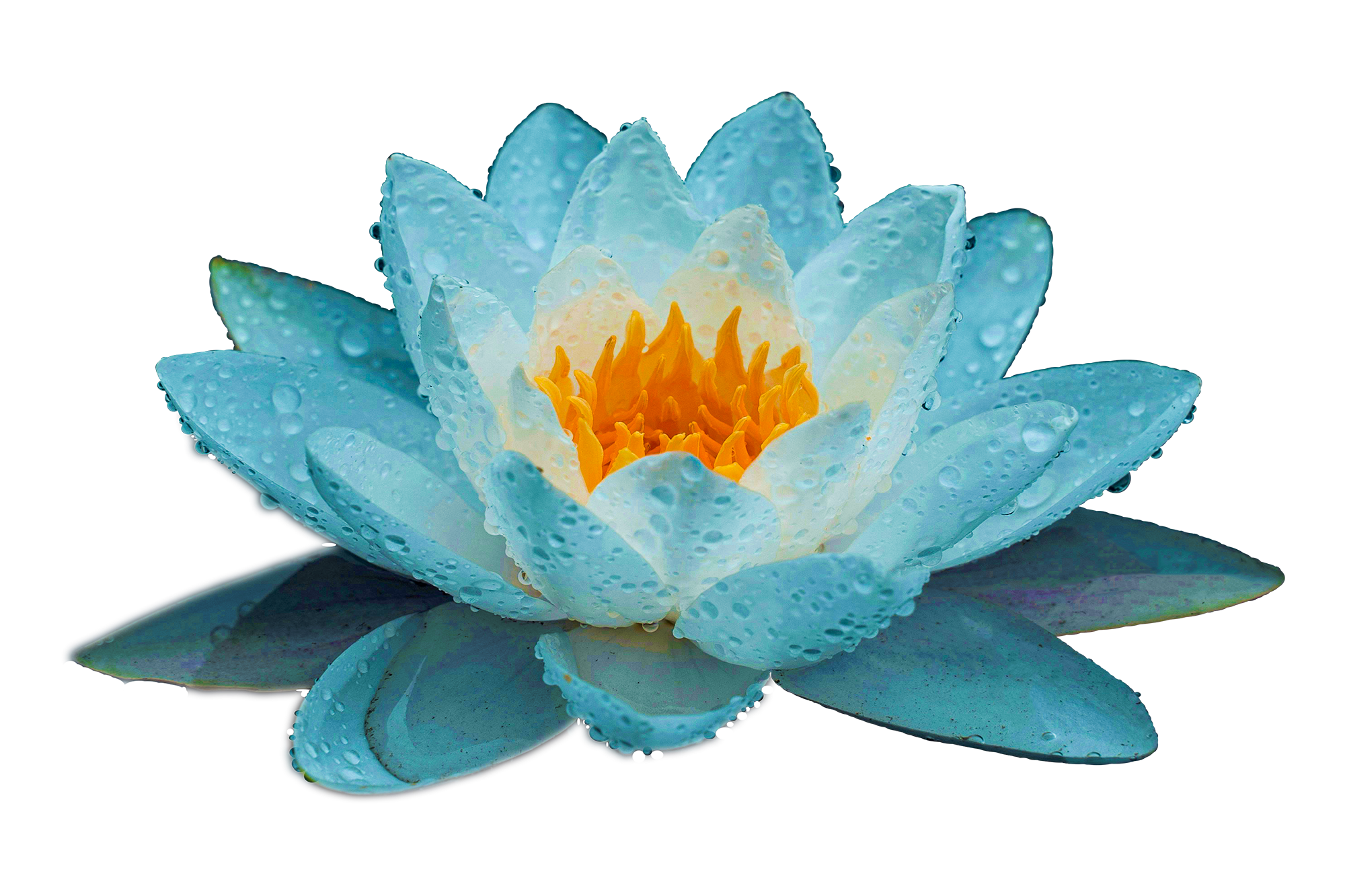 Lotus Flower